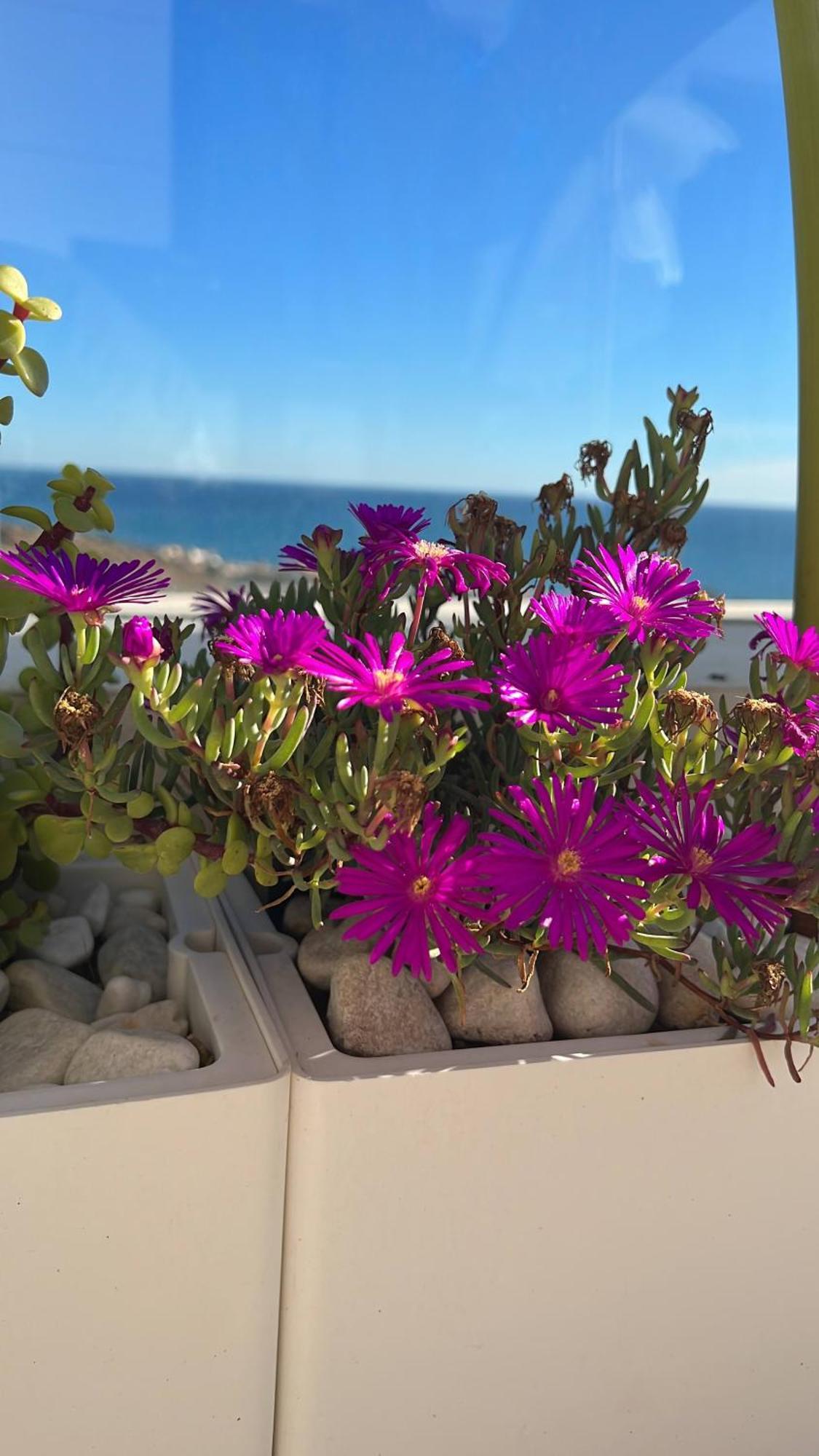 Rincon Idilia Daire Rincón de la Victoria Dış mekan fotoğraf